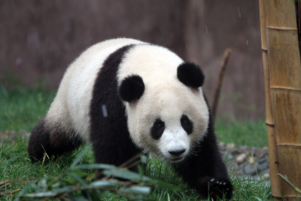 One of about 90 pandas at the Chengdu Panda Breeding and Research Center in Cheng Du, China.