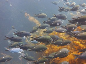 Demoiselles at Poor Knights Marine Reserve, New Zealand