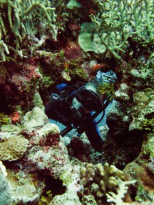 Peek-a-boo - A diver peeks through a natural hole in the coral.