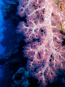 A piece of soft coral is illuminated by the flash of the Camera.  