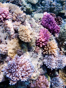 Some of the colorful coral out on the reef.