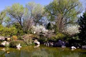 The Japanese Garden at ABQ Biopark